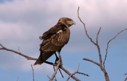 bird
