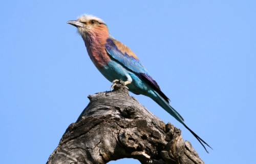 bird2