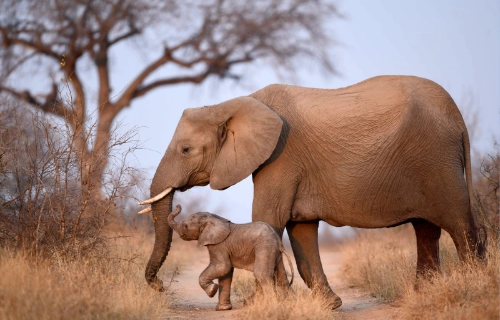 elephant