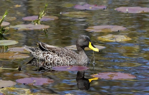 water bird